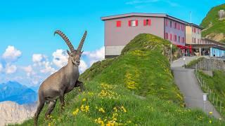 The most beautiful train journey in Switzerland - Brienz Rothorn Bahn