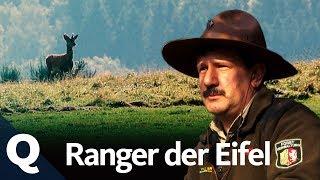 Wie Ranger den Nationalpark Eifel zurück zur Natur bringen | Quarks