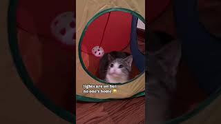 Funny animal videos I found on Instagram and Tiktok #shorts #funnyanimals #cat #funnypets #funny