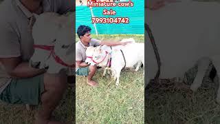 Miniature cow's avaliable for sale 7993104742