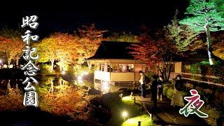 TOKYO. Night-time walk at Showa Kinen Park.昭和記念公園 ライトアップ #イチョウ並木 #4K