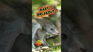 Wallaby Joey's Pouch Breakout