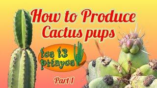 How to Produce Cactus Pups part 1