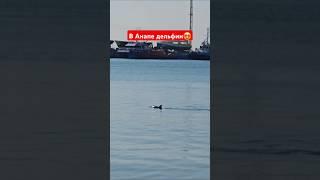 Дельфины в Анапе чихали на запрет купания 