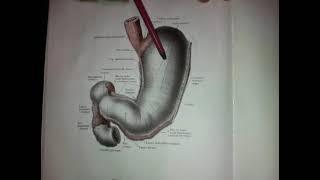 #Anatomiya Oshqozonning tashqi va ichki tuzilishi. Anatomiya va gistologiyasi.