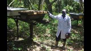Beekeeping Has Been My Messiah Out of Poverty - Interesting Story of Esco Lule - Terego District