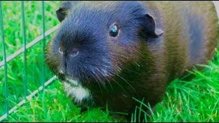 Sad News For The Guinea Pigs...