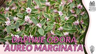 DAPHNE ODORA ÁUREO MARGINATA  - Exploring the Delicate Beauty of Variegated Pink Winter Daphne!