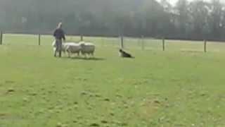 Luke Works Sheep