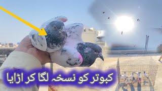 kabootro ko nuskha laga kar urya wapis ay k ni dekhy is video mein  #pigeon #kabootar