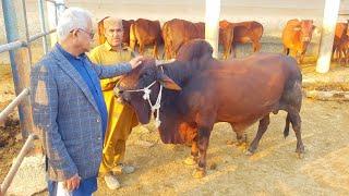 Worlds First Ever Red Sindhi Farm |Complete Documentary and Informative Interview with Dr Mohan Lal