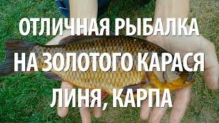 КРУПНЫЙ ЗОЛОТОЙ КАРАСЬ, ЛИНЬ, КАРП с БЕРЕГА на ДОННУЮ и ПОПЛАВОЧНУЮ СНАСТЬ
