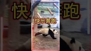 ‍️欢乐熊猫大冲刺！渝可渝爱 #大熊猫 ＃panda funny moments