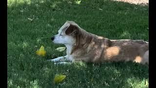 Uncooperative Dog FOX Video Clips #cutedogfox2024 #doglover #foxdog #petowner #cutedog #dog