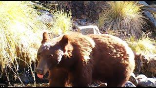 Sky Island Serenity: Trail Camera Videos of Arizona Wildlife