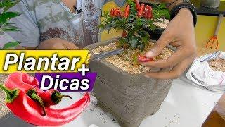 Como Plantar Pimenta em Vaso ( DICAS E CUIDADOS)