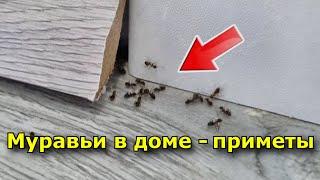 К чему в доме появляются муравьи приметы