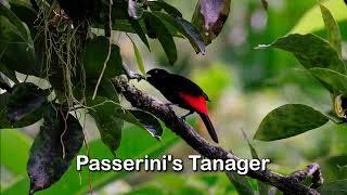 PASSERINI´S TANAGER, The MOST BEAUTIFUL BIRDS of COSTA RICA