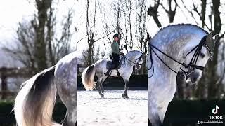 Erin Williams and Matt Harnacke are too cool for school!!#short #viral #horses