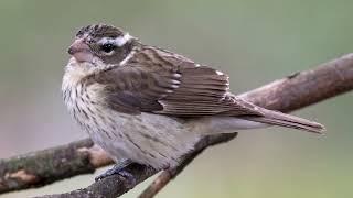 Rose-breasted Grosbeak (8K) - 4/22/2023