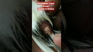 PERBEDAAN PAUD KENARI JANTAN & BETINA