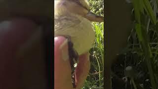 Helping A Scared Lost Duckling