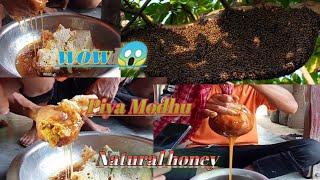 Piya Modhu Choklaimani Vlog/natural honey"@Jusen Pent Dilkhor/#jusen183 #tripurayoutuber