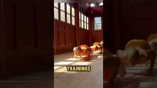 The Intense Training of Shaolin Monks