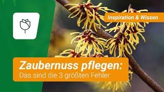 Zaubernuss pflegen: Die 3 größten Fehler