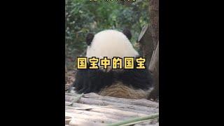 治愈大熊猫， 国宝中的国宝｜熊猫