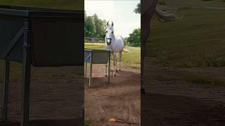 Horse video  Horse  Lovers ️ horse cotton #horse #horselover #shorts #shortvideo #funnyreel #song