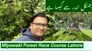 Miyawaki forest at Race Course Park Lahore | What is the forest like inside | Qasim Nisar