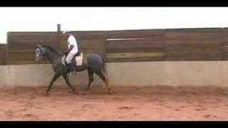 Lusitano for Dressage - Nicolusitanos