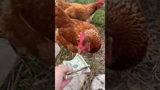 Give me my money back  #chickens #funny #shorts