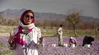 Ariana uncovers the magic of Persian saffron