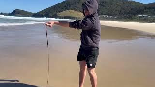 Catching GIANT beach worms