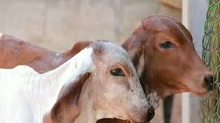 Intimate A2 Milk Farm Cows.Farm Visit &Products Call:8594094079 #trivandrum #kerala #trivandrumvlog