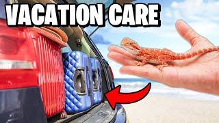 What to do with Your Bearded Dragon While on Vacation