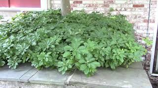 Perennial Ground Covers in my Garden