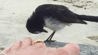 Willy Wagtail in Australia - Handzahmer Fächerschwanz in der wilden Natur Australiens