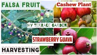 Exotic Fruit Plants Harvesting my Terrace Garden | Falsa Fruit | Strawberry Guava | Cashew Plant