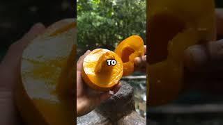 Mindblowing Facts  #mindblowingfacts #satisfying #facts #shorts