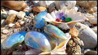 The real pearl oyster is made of pearls even on its shell. The golden pearl oyster is huge.