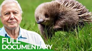 David Attenborough Presents: Tasmania - Weird & Wonderful | Free Documentary Nature