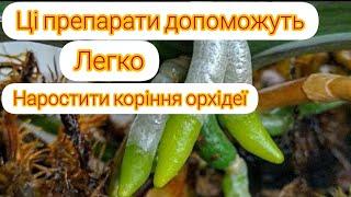 Завдяки цим препаратам орхідея швидко наростить коріння. Перевірено