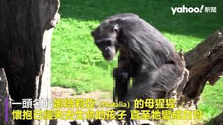 西班牙黑猩猩兩度痛失愛子 懷抱寶寶屍身三個月 直到牠變白骨｜Yahoo Hong Kong