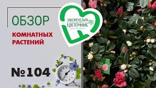 Обзор растений: ардизия, селагинелла, рапис, пуансеттия, калатея, жасмин, монстера, калатеи #104