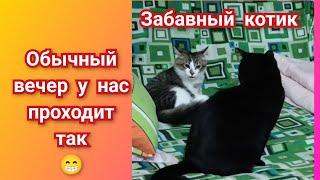 Забавный котик. Обычный вечер.