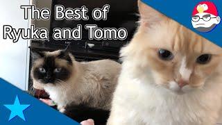 The Best of Ryuka and Tomo (Actual Human Sons) - NLSS Highlights