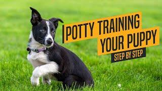 Dog Training Basics - Puppy Potty Training